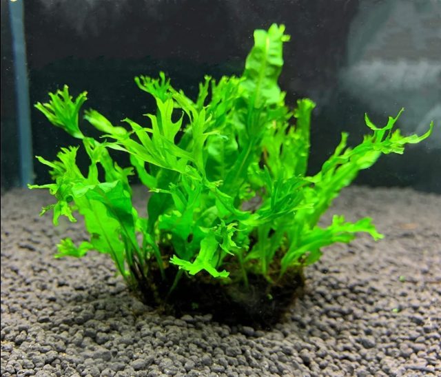 Папоротник таиландский «Винделов» (Microsorum pteropus 'Windelov') Папоротник таиландский «Винделов» (Microsorum pteropus 'Windelov')