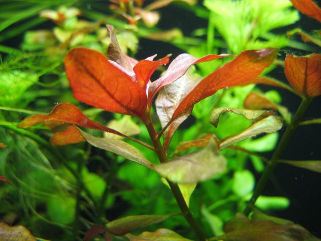 Людвигия ползучая (Ludwigia repens) Людвигия ползучая (Ludwigia repens)
