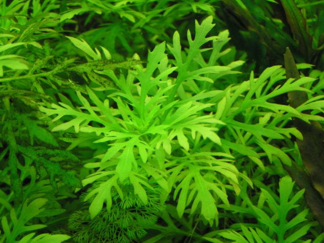 Гигрофила синема (Hygrophila difformis) Гигрофила синема (Hygrophila difformis)