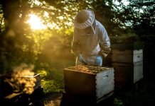 Как объединить пчелиные семьи осенью для успешной зимовки