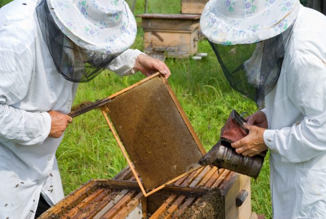 При вынимании необсиживаемых рамок из слабой семьи, если на них есть пчёлы, можно стряхнуть их сразу в новый улей