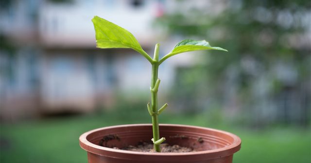 Чаще всего все виды черенков сразу высаживают в почву – в отдельные горшки и контейнеры