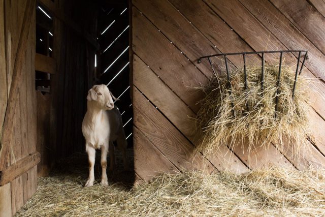 На глубоком подстиле в сарае без утепления козы будут чувствовать себя комфортно при нулевых температурах за окном