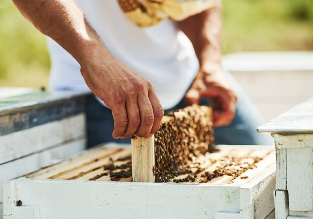 Для профилактики варроатоза можно использовать пихтовое, укропное или сосновое масла
