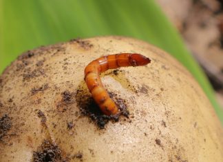 Картофель без вредителей — избавляемся от колорадского жука, проволочника и тли