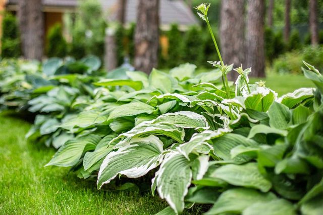 Крупная веерообразная листва хост добавит тропические нотки вашему саду