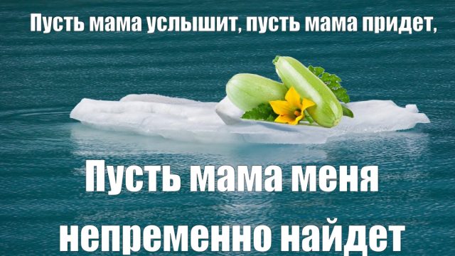 Песня маленького кабачонка. Сжальтесь над малышом
