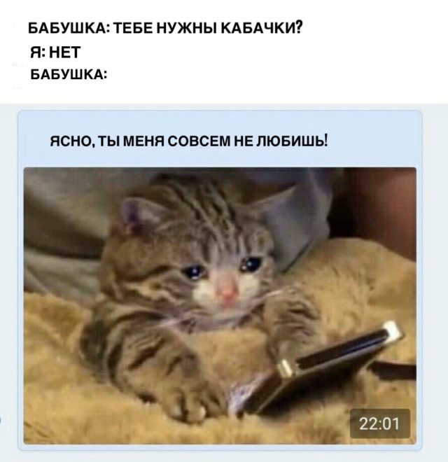 Котик выражает всю грусть бабушек, у которых не берут кабачки