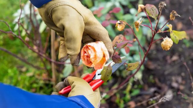 К обрезке кустов роз подхожу индивидуально. У чайно-гибридной розы и флорибунда постепенно, начиная снизу, удаляю все листья. Парковая роза уходит в зиму зеленой, за исключением нижнего яруса.