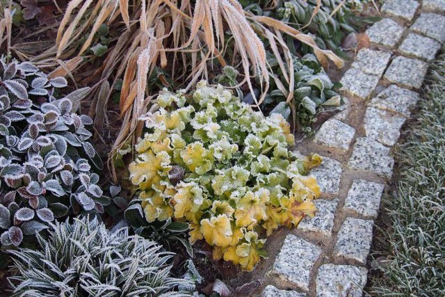 Все живое и вечно зеленое никогда не обрезаю