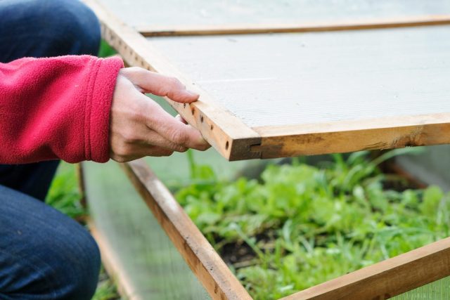 До постоянных заморозков спешу установить каркасы для укрытия цветов