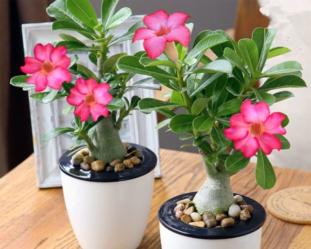 Адениум тучный (Adenium obesum) Адениум тучный (Adenium obesum)
