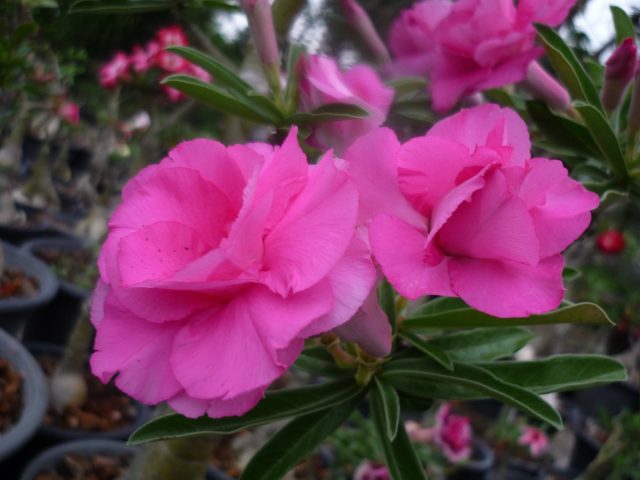 Адениум свазикум «Пинк Пион» (Adenium swazicum 'Pink Peony') Адениум свазикум «Пинк Пион» (Adenium swazicum 'Pink Peony')