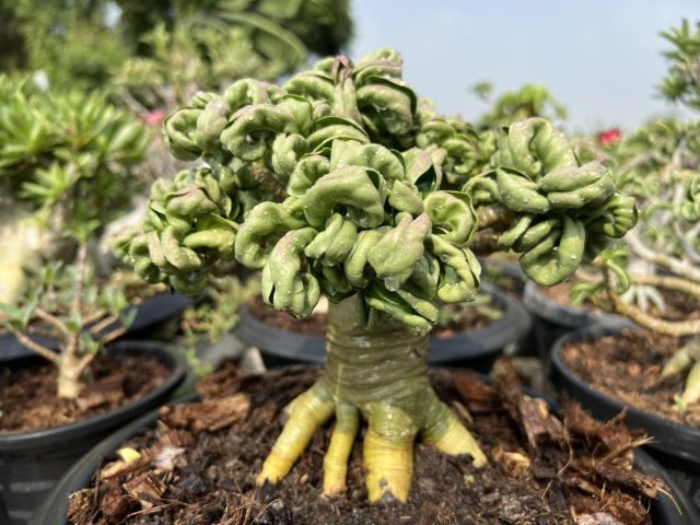 Адениум Дорсет Хорн (Adenium dorset horn) Адениум Дорсет Хорн (Adenium dorset horn)