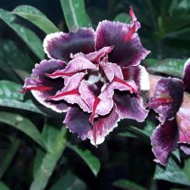 Адениум обесум «Блю Бой» (Adenium obesum double flower 'Blue Boy') Адениум обесум «Блю Бой» (Adenium obesum double flower 'Blue Boy')