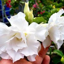 Адениум обесум «Сноу Вайт» (Adenium obesum triple flower 'Snow White') Адениум обесум «Сноу Вайт» (Adenium obesum triple flower 'Snow White')