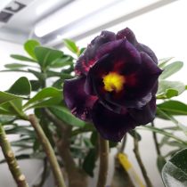 Адениум обесум «Мадам Баттерфляй» (Adenium obesum double flower 'Madame Butterfly') Адениум обесум «Мадам Баттерфляй» (Adenium obesum double flower 'Madame Butterfly')