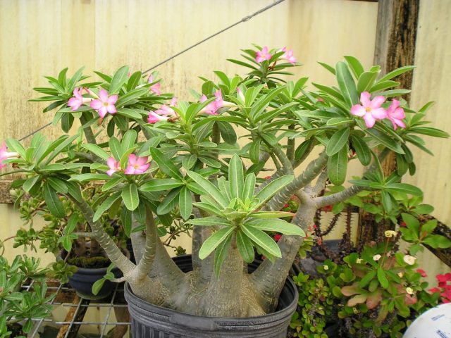 Адениум арабский (Adenium arabicum) Адениум арабский (Adenium arabicum)