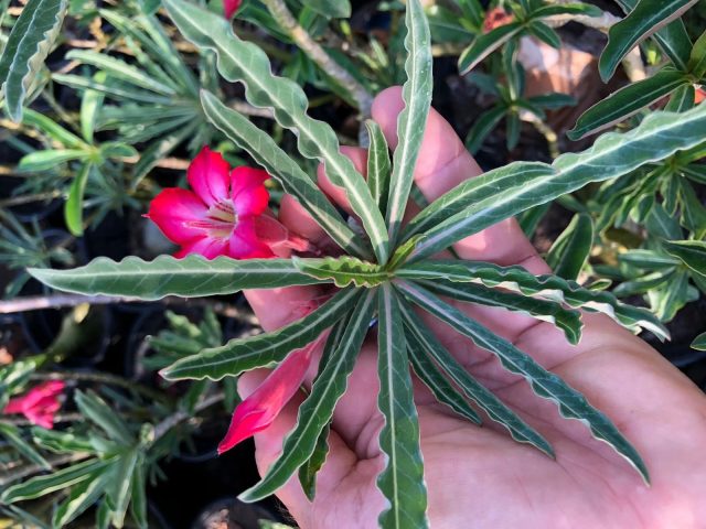Адениум сомалийский (Adenium somalense) Адениум сомалийский (Adenium somalense)