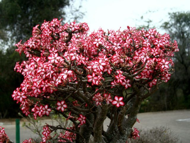 Адениум мультифлорум (Adenium multiflorum) Адениум мультифлорум (Adenium multiflorum)