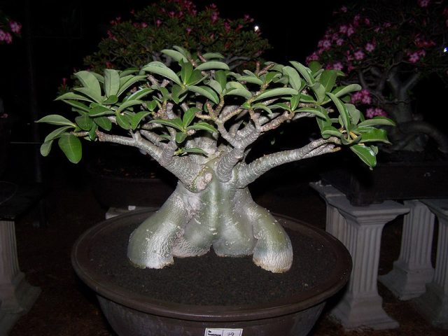 Адениум тай-сокотранум (Adenium thai-socotranum) Адениум тай-сокотранум (Adenium thai-socotranum)