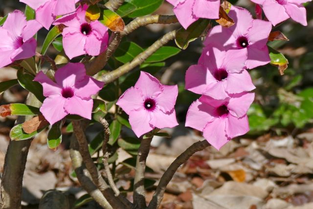 Адениум свазикум (Adenium swazicum) Адениум свазикум (Adenium swazicum)