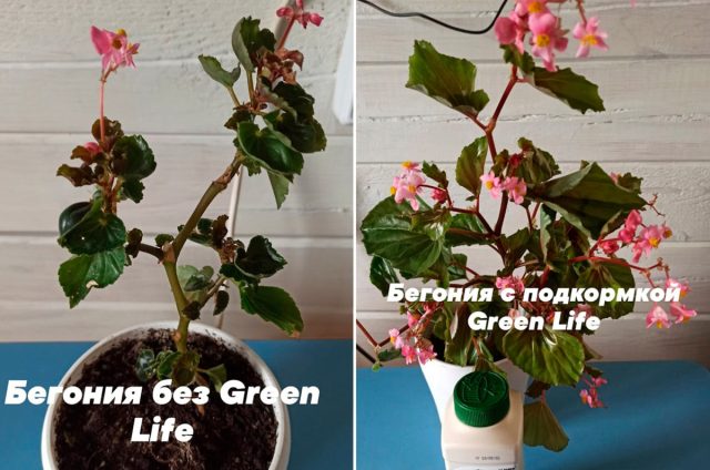 Стимулирование вегетации с помощью удобрения Гринлайф позволило быстрее нарастить пышную зелень