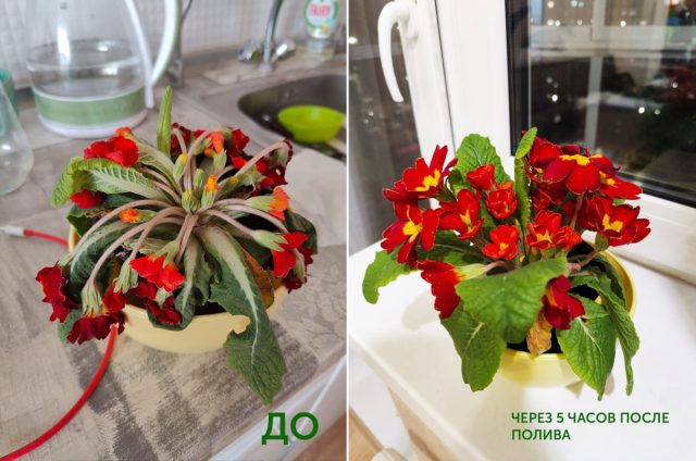 Примула быстро восстановилась после стресса от длительной перевозки