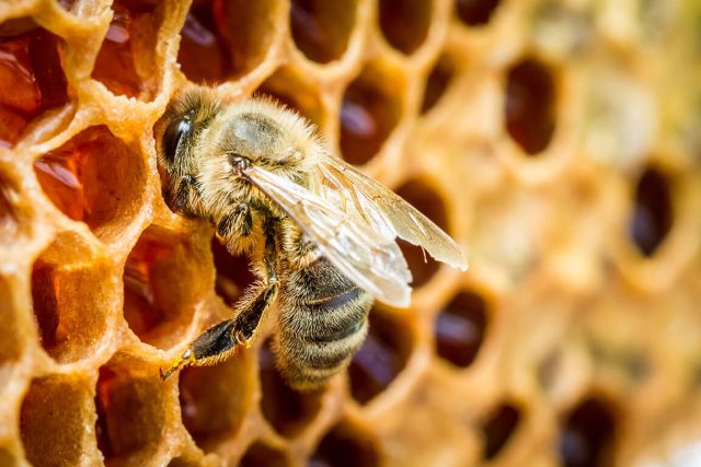 Крайне важно изъять неподходящий для зимовки пчёл мёд и заменить его подкормкой по необходимости