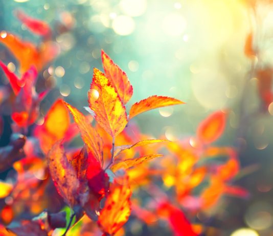 Пламя осенней листвы — яркие цвета в унылую пору