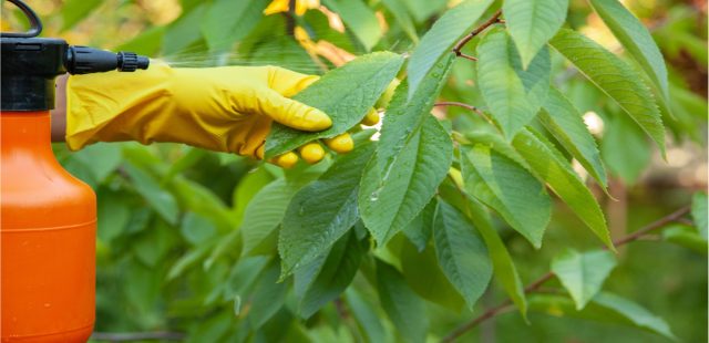 Появились клещи на растениях — как предотвратить уничтожение урожая