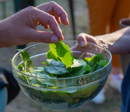 Съедобная листва деревьев — чьи листья можно использовать вместо зелени