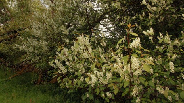 Черемуха производит мощные фитонциды, поэтому ее называют «лесным санитаром».