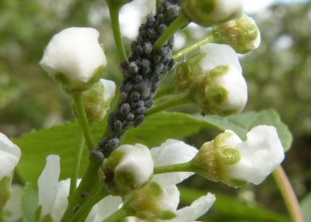 Для черемуховой тли черемуха лакомая кормовая база.