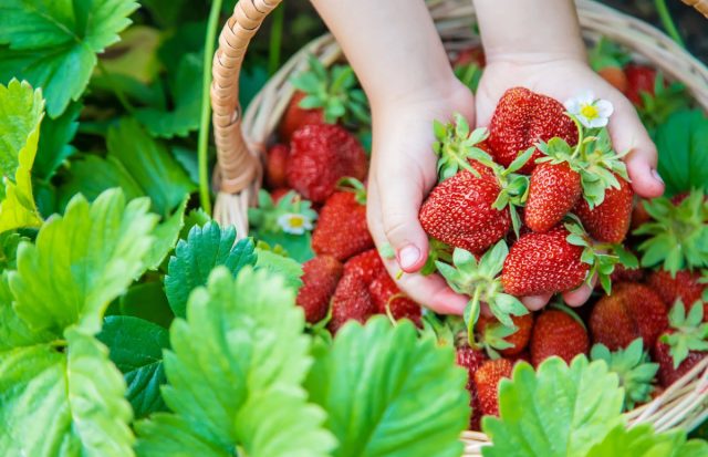 Сортов клубники в продаже — огромное количество и описания одно другого краше