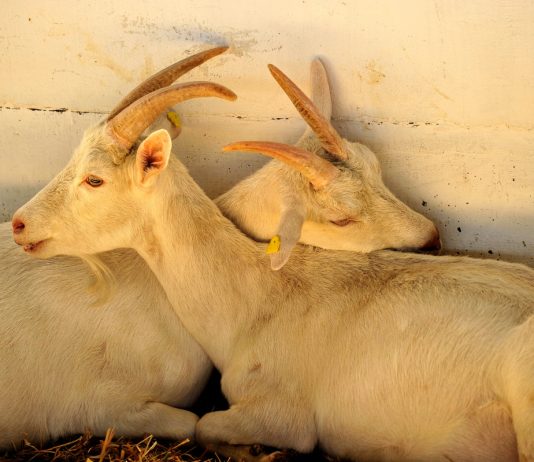 Случка коз: как определить охоту и как случать?