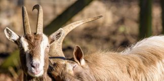 Стоит ли держать козлов в хозяйстве: минусы и плюсы козла для случек