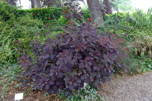 Скумпия кожевенная «Роял Перпл» (Cotinus coggygria 'Royal Purple')