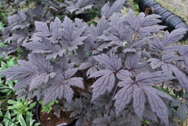 Клопогон простой «Брюнет» (Actaea simplex 'Brunette')