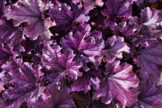 Гейхера гибридная «Форевер Перпл» (Heuchera × hybrida 'Forever Purple')
