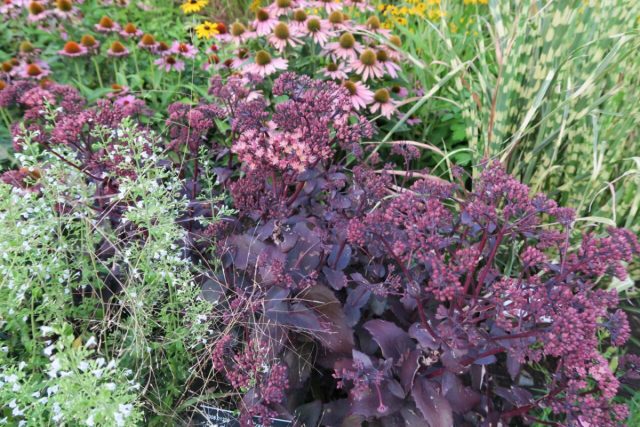 Очиток «Перпл Эмперор» (Sedum hybridum 'Purple Emperor')