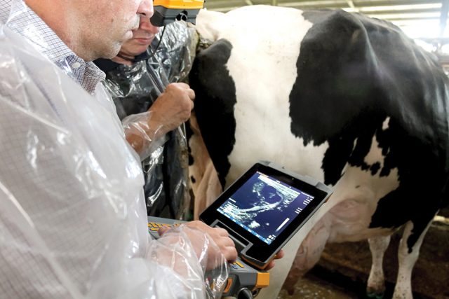Ультразвуковое исследование для определения стельности коровы можно проводить уже на 30 день после последнего осеменения