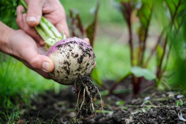 Хоть репа и неприхотлива, но толстеть будет на рыхлых, плодородных грядках без избытка азота
