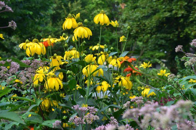 Cвоими яркими желтыми цветками рудбекия обеспечивает всполохи цвета в саду поздним летом и осенью. Прекрасно подходит для природного, деревенского цветников и палисадника