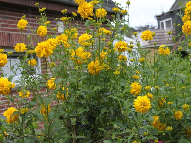 Махровые цветки сорта рудбекии «Голдболл» (Rudbeckia laciniata 'Goldball') сияют золотисто-желтым цветом Махровые цветки сорта рудбекии «Голдболл» (Rudbeckia laciniata 'Goldball') сияют золотисто-желтым цветом