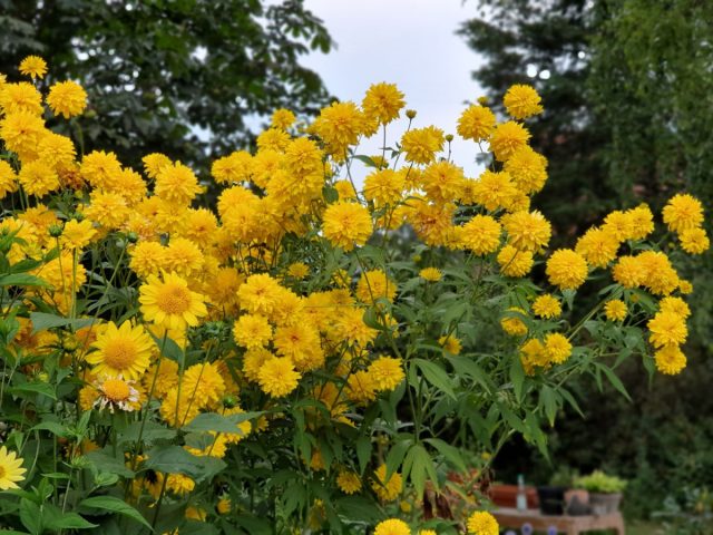 Рудбекия «Голдквелле» (Rudbeckia laciniata 'Goldquelle') - высокий, прямостоячий, кустистый травянистый многолетник Рудбекия «Голдквелле» (Rudbeckia laciniata 'Goldquelle') - высокий, прямостоячий, кустистый травянистый многолетник