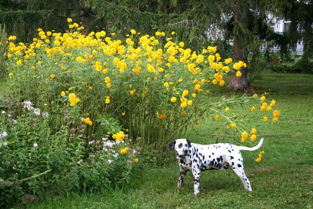 Рудбекия «Голд спринг» (Rudbeckia laciniata 'Gold Spring') чуть более компактный сорт. Он вырастает от 120 до 150 см в высоту и образует куртину до 100 см в ширину Рудбекия «Голд спринг» (Rudbeckia laciniata 'Gold Spring') чуть более компактный сорт. Он вырастает от 120 до 150 см в высоту и образует куртину до 100 см в ширину
