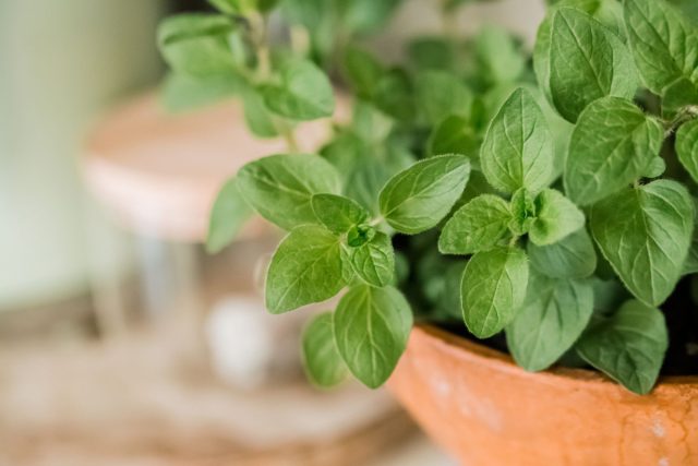 С душицей получается очень вкусный и ароматный чай С душицей получается очень вкусный и ароматный чай