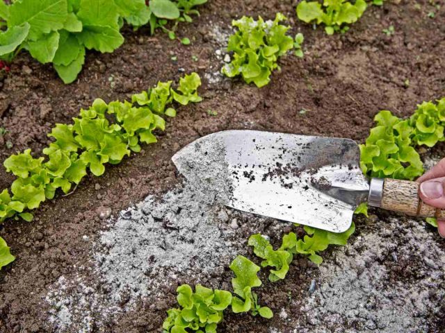 Самый простой способ – разбросать золу по поверхности грядки и разрыхлить ее верхний слой тяпкой Самый простой способ – разбросать золу по поверхности грядки и разрыхлить ее верхний слой тяпкой