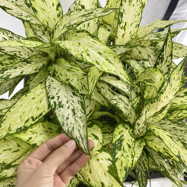 Диффенбахия «Стар Брайт» (Dieffenbachia 'Star Bright') Диффенбахия «Стар Брайт» (Dieffenbachia 'Star Bright')